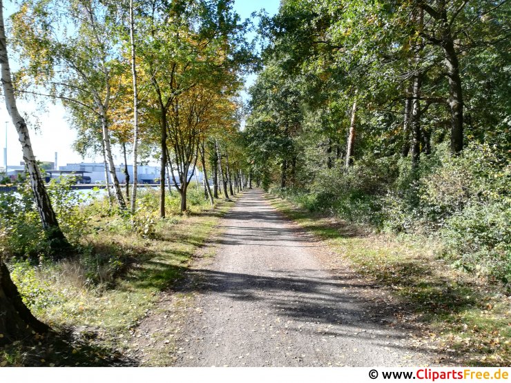 Fahrtweg im Wald Foto