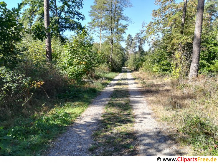 Weg im Wald Foto