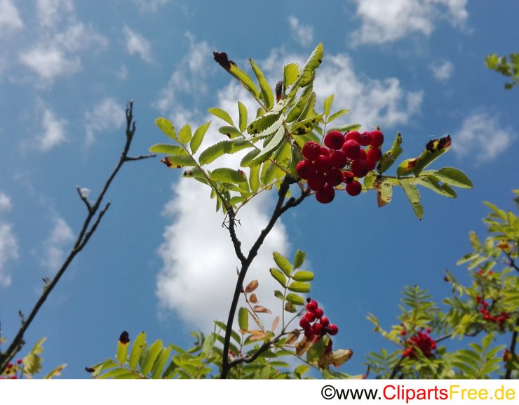 Eberesche Foto kostenlos