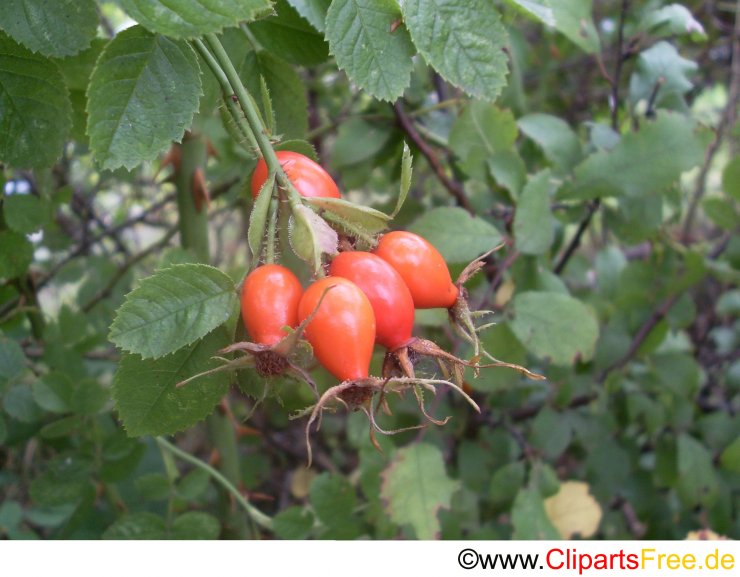 Hagebutte Foto kostenlos