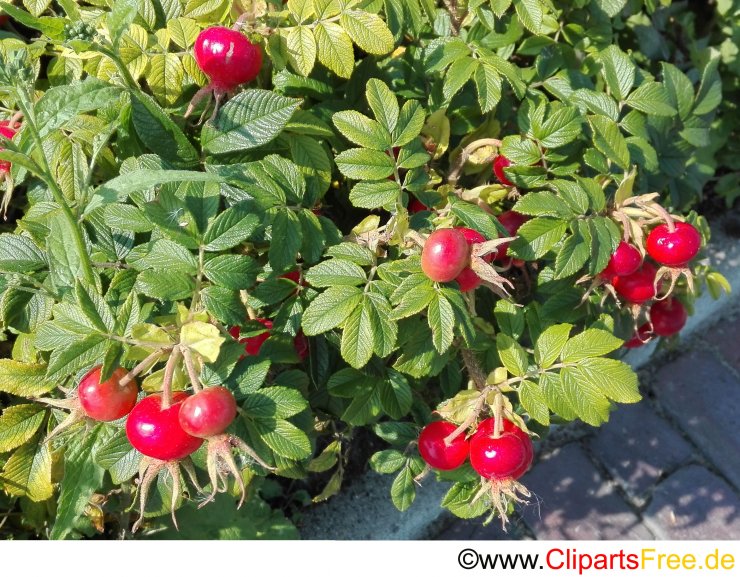 Rote Hagebutten Foto kostenlos