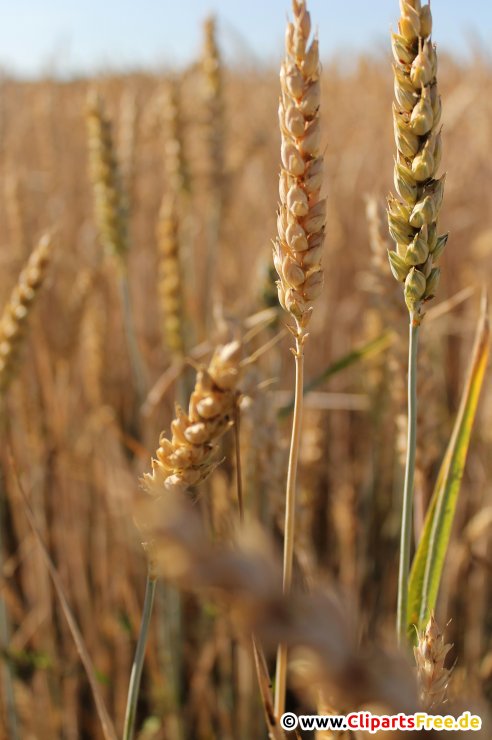 Ähre Foto, Bild kostenlos