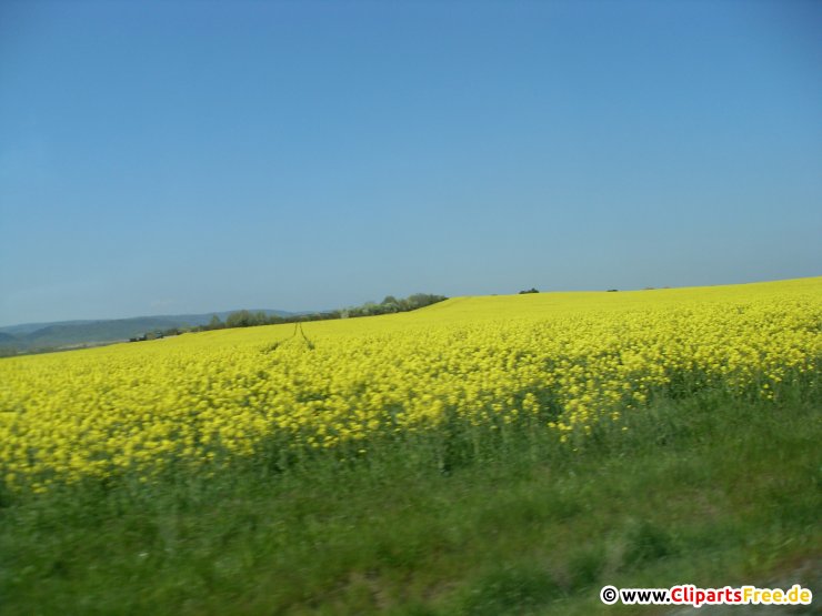 Raps, Feld Foto, Bild kostenlos