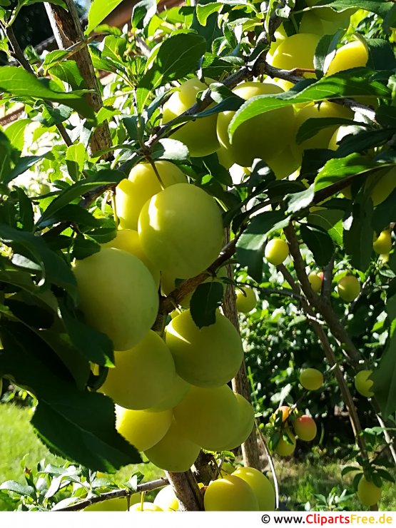 Gelbe Pflaumen Bild, Foto, Grafik kostenlos