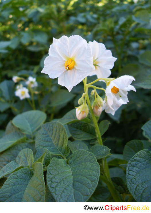 Kartoffelblume weiß Clipart-Foto kostenlos