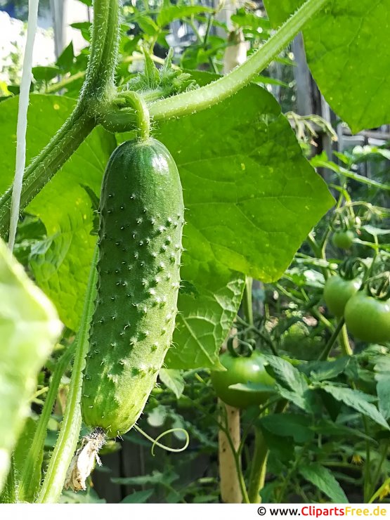Kleine, junge Gurke Bild, Foto, Grafik kostenlos