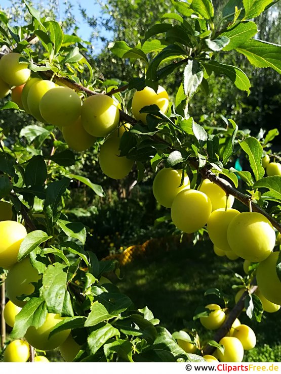 Pflaumen Bild, Foto, Grafik kostenlos