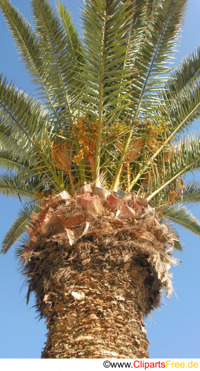 Bild Palme kostenlos Bild Palme kostenlos