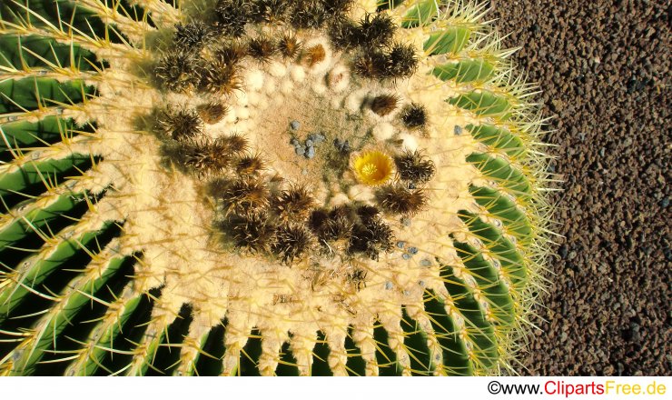 Bildschirmhintergrund Kaktus grün