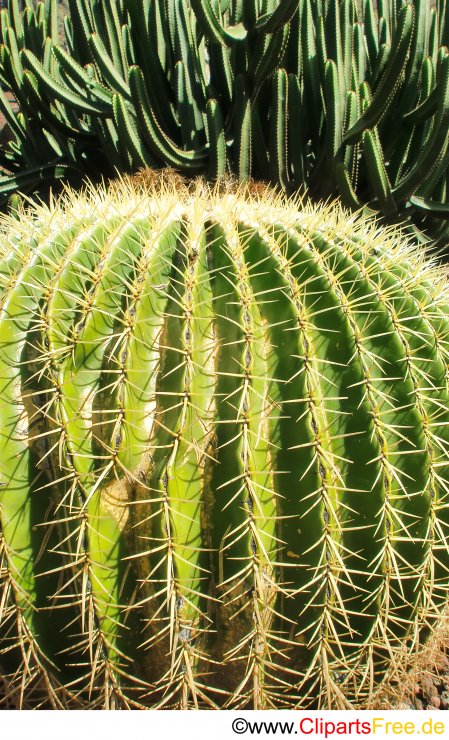 Kasktus Echinocactus Grusonii Bild gratis Kasktus Echinocactus Grusonii Bild gratis