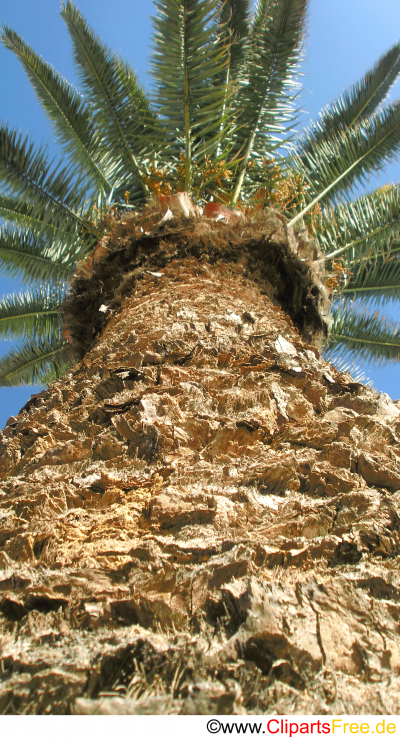 Palme mit Früchten Fotobild kostenlos Palme mit Früchten Fotobild kostenlos