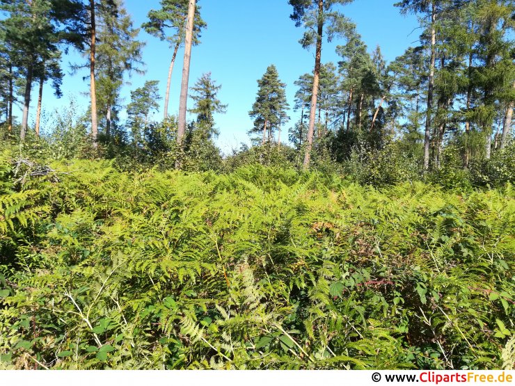Farn im Wald Bild kostenlos Farn im Wald Bild kostenlos