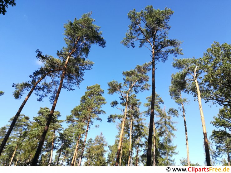 Hohe Kiefern im Wald Foto gratis Hohe Kiefern im Wald Foto gratis