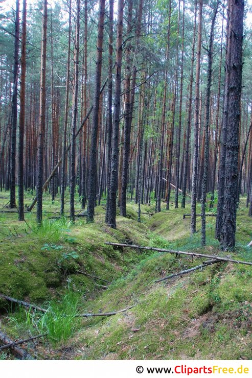 Kieferwald Bild, Foto kostenlos Kieferwald Bild, Foto kostenlos