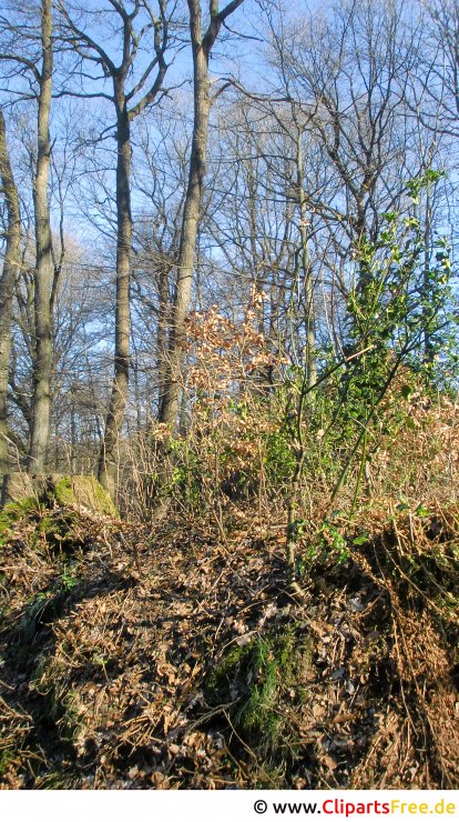 Wald im Frühling Foto kostenlos Wald im Frühling Foto kostenlos