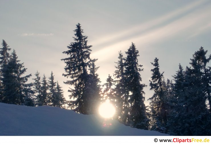 Sonne zwischen Tannenbäumen Foto kostenlos