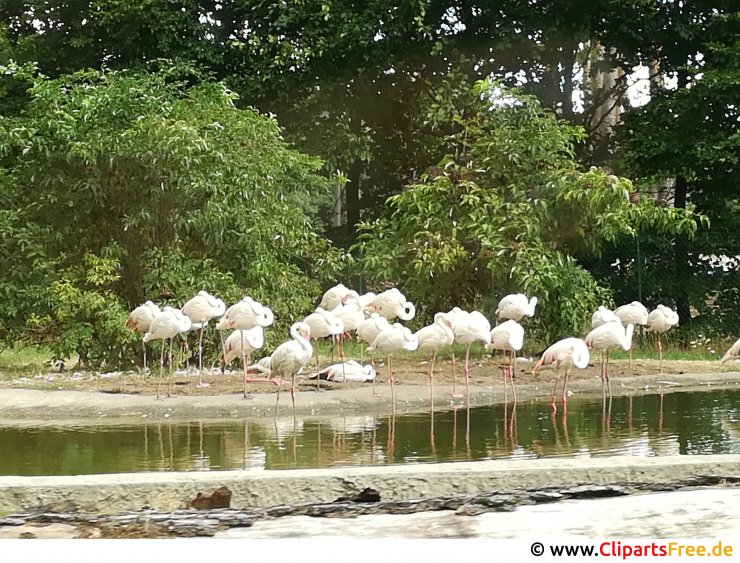 Flamingo im Zoo Foto