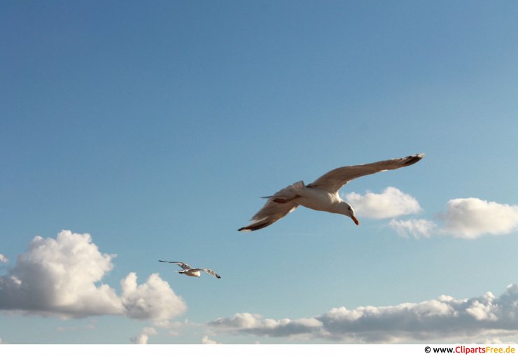 Möwe im Himmel Foto kostenlos