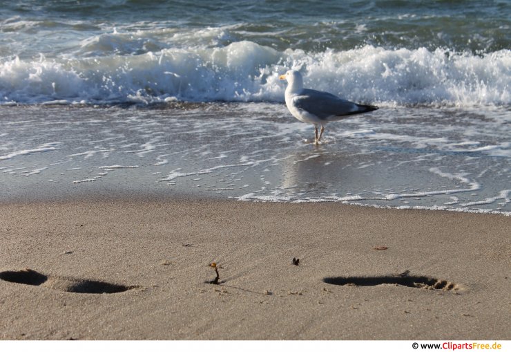 Möwe läuft im Wasser Foto kostenlos