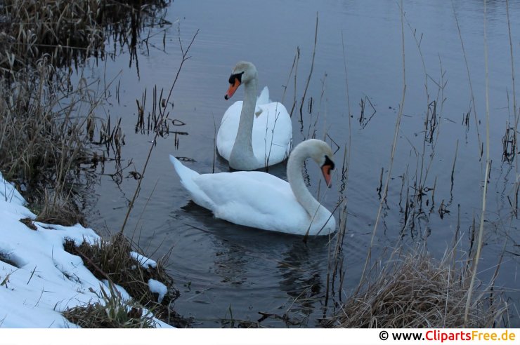 Schwäne im Winter Bild kostenlos