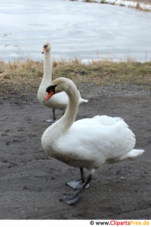 Schwäne laufen am Strand Foto