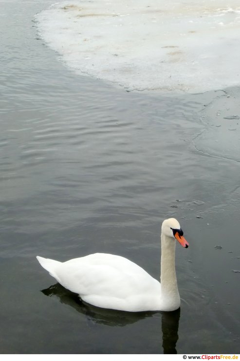 Schwan am Wintersee Foto