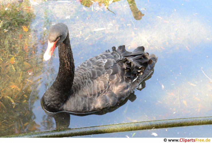 Schwarzer Schwan Foto kostenlos