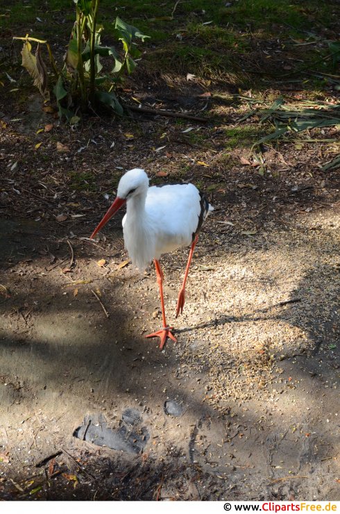 Storch spaziert auf dem Weg Stockfoto kostenlos
