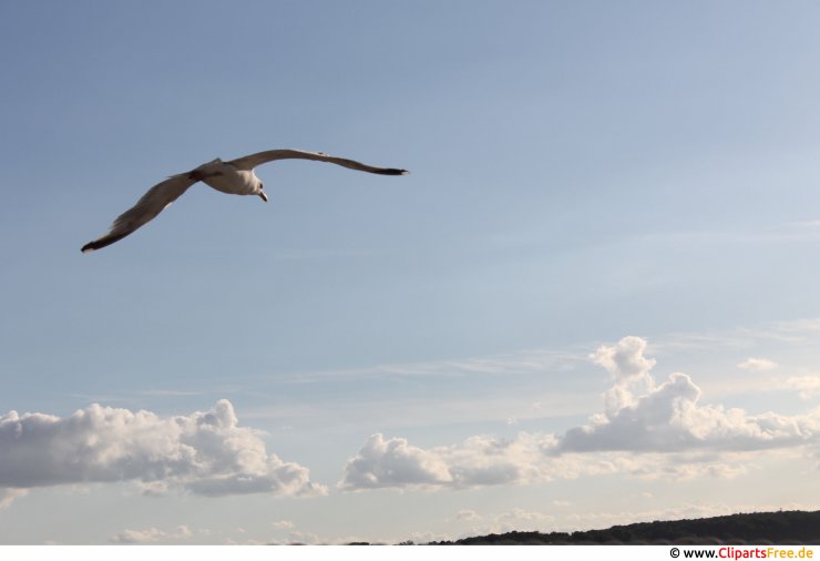 Vogel fliegt im Himmel Bild, Foto in Hochauflösung