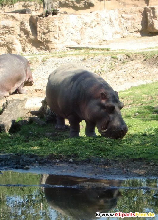 Hippo Fotobank kostenlos