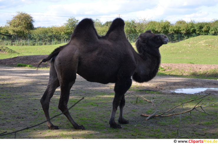 Kamel Foto im Zoo kostenlos