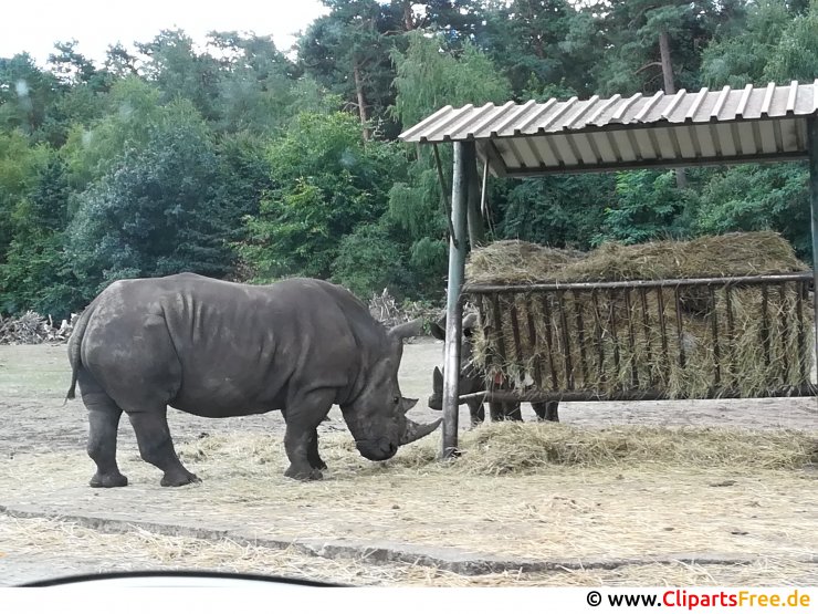 Nashorn Bild kostenlos
