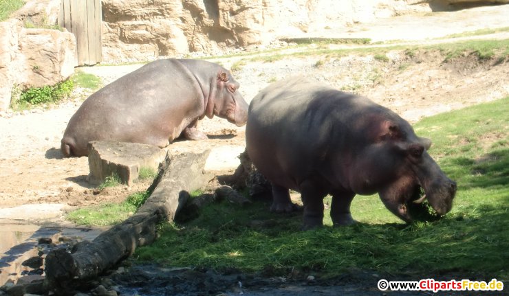 Nilpferde im Zoo Foto kostenlos
