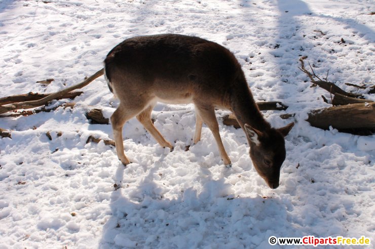 Reh im Winter Foto kostenlos