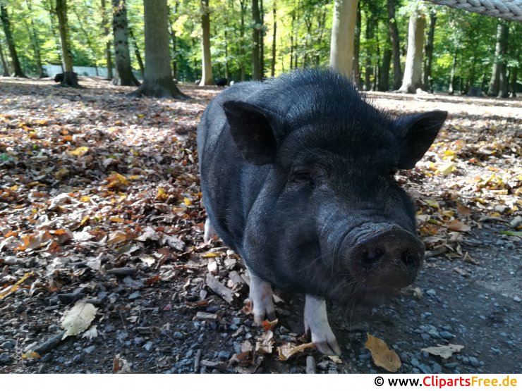 Schwein schwarz Foto kostenlos