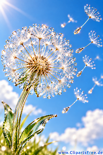 Glass dandelion, beautiful picture from the series of flower pictures