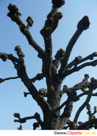 Baum im Frühling am blauen Himmel Foto gratis