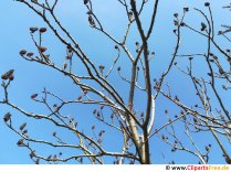 Baumäste im Frühling mit jungen Blättern Foto