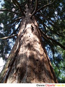 Kiefer Baum Foto kostenlos