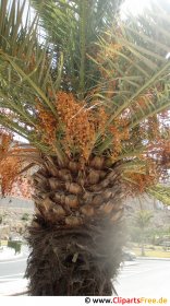 Palme Foto gratis