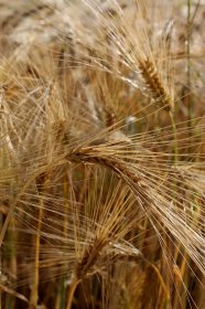Ear of wheat image free