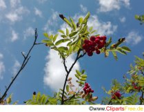 Eberesche Foto kostenlos