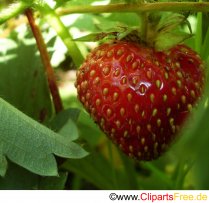 Erdbeere im Garten Foto