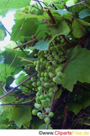 Grüne Weintrauben Foto