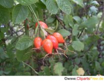 Hagebutte Foto kostenlos