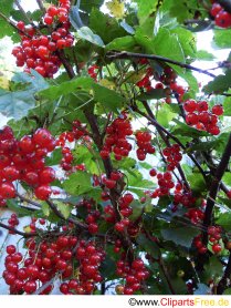 Johannisbeere Bild für Unterrichtsmaterialien