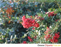 Pockennarben Foto für Grundschule