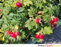 Rote Hagebutten Foto kostenlos