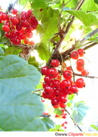 Rote Johannisbeeren  Bild kostenlos