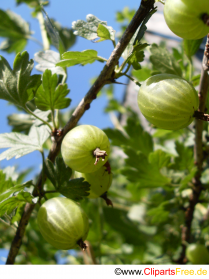 Stachelbeere Foto-Clipart kostenlos